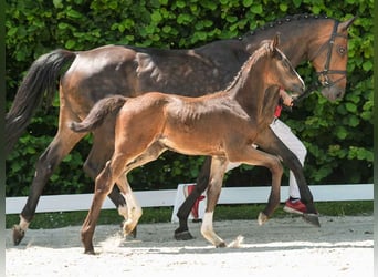 Westphalian, Stallion, Foal (04/2024), Bay-Dark