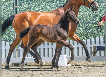 Westphalian, Stallion, , Bay-Dark