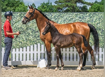 Westphalian, Stallion, , Bay-Dark