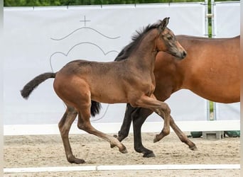 Westphalian, Stallion, Foal (04/2024), Bay-Dark