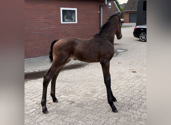 Westphalian, Stallion, , Bay