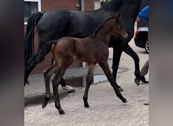 Westphalian, Stallion, , Bay
