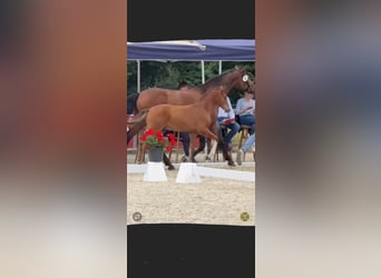 Westphalian, Stallion, Foal (03/2025), Bay