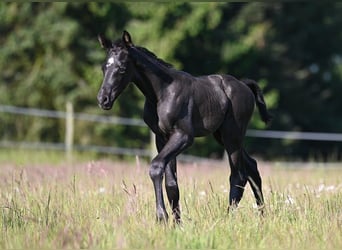 Westphalian, Stallion, , Black