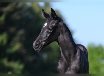 Westphalian, Stallion, , Black