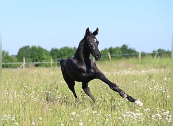 Westphalian, Stallion, , Black