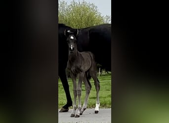 Westphalian, Stallion, , Black