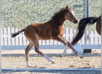 Westphalian, Stallion, , Black