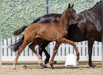 Westphalian, Stallion, Foal (03/2026), Black