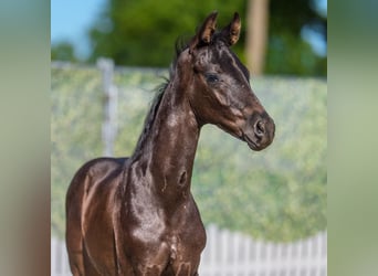 Westphalian, Stallion, Foal (06/2026), Black