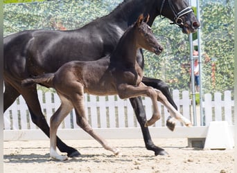 Westphalian, Stallion, , Black
