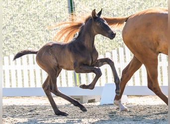 Westphalian, Stallion, Foal (05/2026), Black