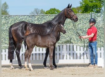Westphalian, Stallion, , Black