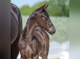 Westphalian, Stallion, , Black