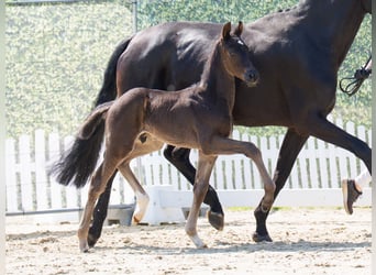 Westphalian, Stallion, , Black