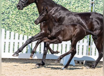 Westphalian, Stallion, Foal (05/2026), Black