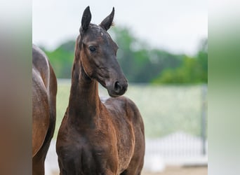 Westphalian, Stallion, Foal (04/2026), Black