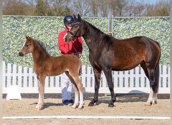 Westphalian, Stallion, , Black