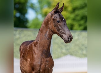 Westphalian, Stallion, Foal (04/2026), Black