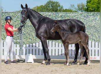 Westphalian, Stallion, , Black