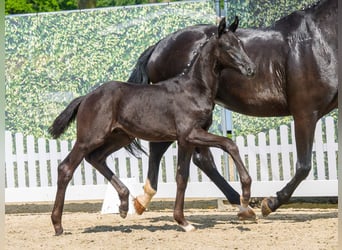 Westphalian, Stallion, Foal (04/2026), Black