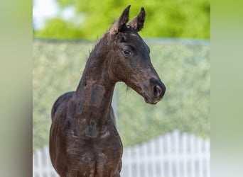 Westphalian, Stallion, Foal (03/2026), Black