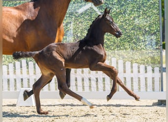 Westphalian, Stallion, Foal (06/2026), Black