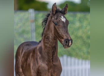 Westphalian, Stallion, Foal (05/2026), Black