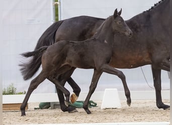 Westphalian, Stallion, Foal (03/2024), Black