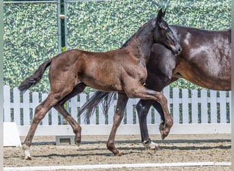 Westphalian, Stallion, , Black