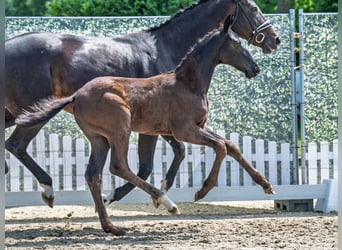 Westphalian, Stallion, , Black