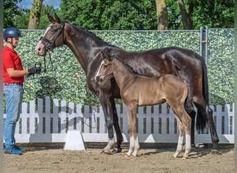 Westphalian, Stallion, , Black