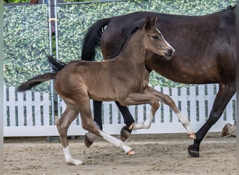 Westphalian, Stallion, , Black