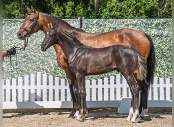Westphalian, Stallion, , Black