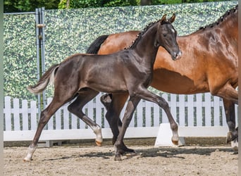 Westphalian, Stallion, , Black