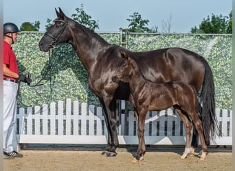 Westphalian, Stallion, Foal (06/2025), Black