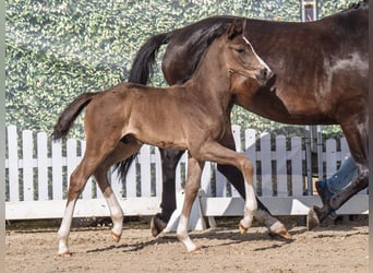 Westphalian, Stallion, , Black