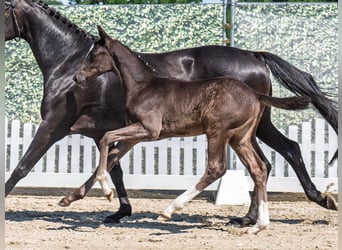 Westphalian, Stallion, , Black