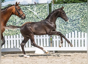 Westphalian, Stallion, , Black