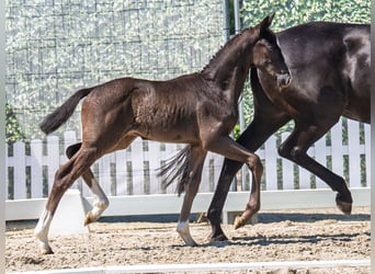Westphalian, Stallion, , Black