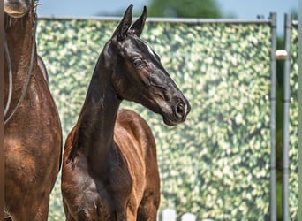 Westphalian, Stallion, , Black