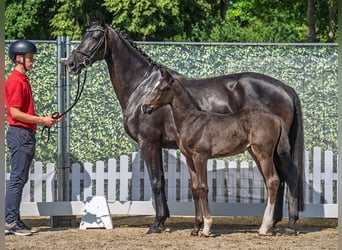 Westphalian, Stallion, , Black