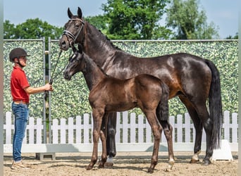 Westphalian, Stallion, , Black