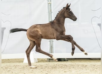 Westphalian, Stallion, Foal (05/2024), Black