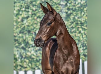 Westphalian, Stallion, Foal (06/2025), Black