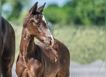 Westphalian, Stallion, , Black