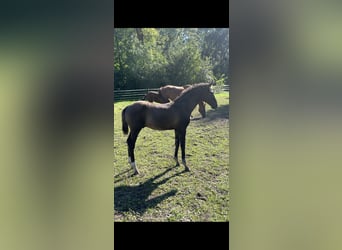 Westphalian, Stallion, Foal (06/2024), Black