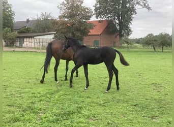 Westphalian, Stallion, Foal (04/2026), Black
