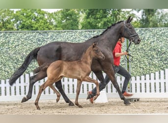 Westphalian, Stallion, Foal (05/2025), Black