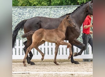 Westphalian, Stallion, Foal (05/2025), Black